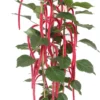 Kattenstaart (Acalypha Hispida) D 30 H 180 Cm