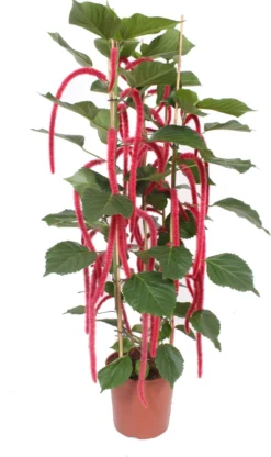 Kattenstaart (Acalypha Hispida) D 30 H 180 Cm