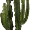 Cowboycactus (Euphorbia Erytrea ) D 40 H 160 Cm
