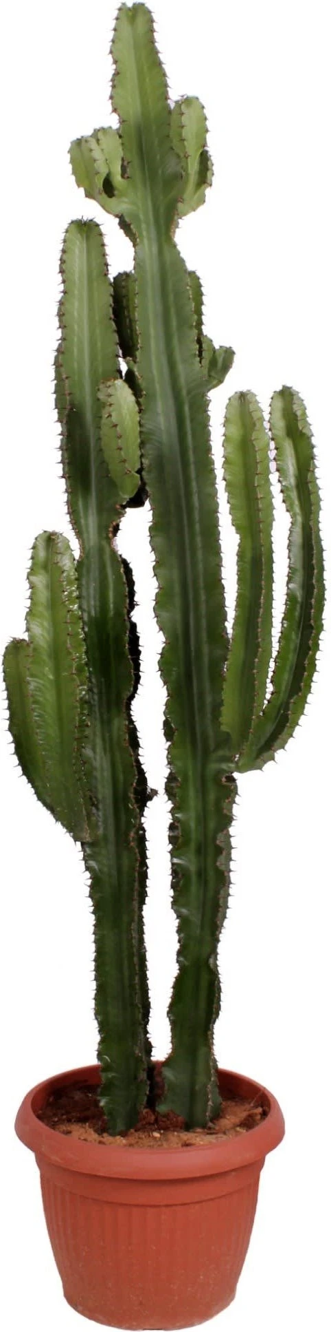 Cowboycactus (Euphorbia Erytrea ) D 40 H 160 Cm 1 Cowboycactus (Euphorbia Erytrea ) D 40 H 160 Cm
