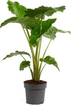 Olifantsoor (Alocasia Portadora) D 24 H 110 Cm