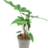 Olifantsoor (Alocasia 'Jacklyn') D 14 H 40 Cm