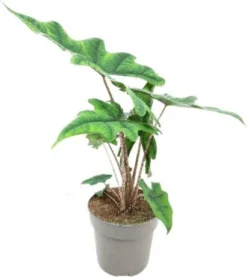 Olifantsoor (Alocasia 'Jacklyn') D 14 H 40 Cm