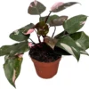 Philodendron (Philodendron 'Pink Princess') D 17 H 30 Cm