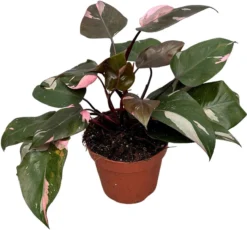 Philodendron (Philodendron 'Pink Princess') D 17 H 30 Cm