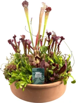 Intratuin Arrangement Vleesetende Planten In Terracotta D 40 H 60 Cm